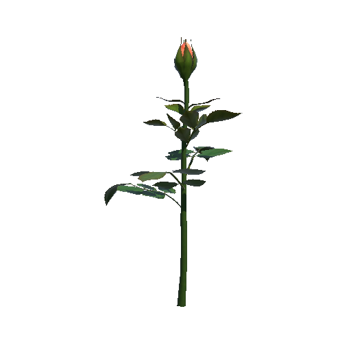 Flower Rose Juliet1 3_1